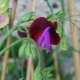 sweet-peas-easy-to-grow-fragranced-flowers