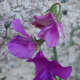 sweet-peas-easy-to-grow-fragranced-flowers