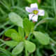 brahmi leaves