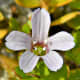 brahmi flower