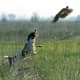 top-10-hunting-gun-dogs
