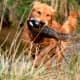 top-10-hunting-gun-dogs
