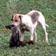 top-10-hunting-gun-dogs
