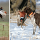 Bluetick Coonhound Hunting Birds
