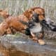top-10-hunting-gun-dogs