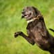top-10-hunting-gun-dogs