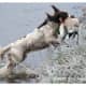 top-10-hunting-gun-dogs