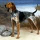 American English Coonhound 