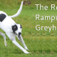 The Rampur Greyhound - The Hunting Dogs From India