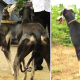 the-best-hunting-gun-dogs-from-india