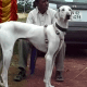 the-best-hunting-gun-dogs-from-india
