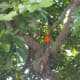 Cheeky & chirpy, the Foudia rubra