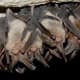 Bats in hibernation in an area with cool, stable air temperatures.  These places are often different from the roosts used in spring and summer.  They slip into torpor (lethargic state) and reduce the rate at which they burn off their fat reserves.
