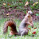 Many busy squirrels