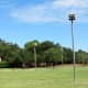 Purple Martin birdhouses