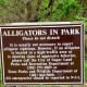 Sign warning of alligators in the park.