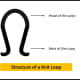Structure of a Knit Loop