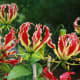 Gloriosa superba
