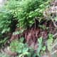 Adiantum aleuticum at One Spring Near Rayala Waterfall