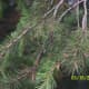 Cedrus deodara