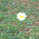 Bellis perennis