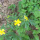 Chrysanthemum indicum