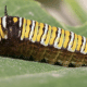 A caterpillar typical of swallowtails in the genus Graphium