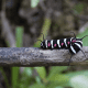 The caterpillar of the Malabar Tree Nymph butterfly, Idea malabarica