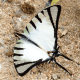 caterpillars-of-india