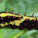 The caterpillar of Papilio clytia, the common mime, a kind of swallowtail