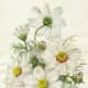 These daisies could set the tone for a lovely bridal shower theme