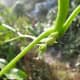 Tiny new female flower bud.