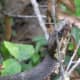 The snake is also rubbing its head on vegetation.