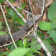 Chance found another Cottonmouth, but didn't stick his nose in its face this time.