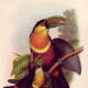 free-bird-pictures