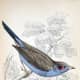 free-bird-pictures
