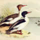free-bird-pictures