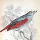 free-bird-pictures