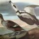free-bird-pictures