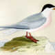 free-bird-pictures