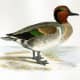 free-bird-pictures