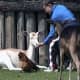 Feeding the animals at Mountfitchet castle