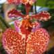 Miss Allison Angel Orchid