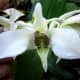 Our Angel Orchid Choral Director