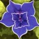 your-wedding-flowers