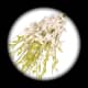 your-wedding-flowers