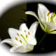your-wedding-flowers