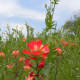 Nature Trail at the Lady Bird Johnson Park - Fredericksburg TX