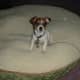 my-dog-misha