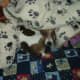 my-dog-misha